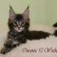 Typvolle Maine Coon Kitten